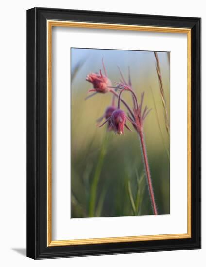 Macro Photo of Prairie Flowers in Montana-James White-Framed Photographic Print