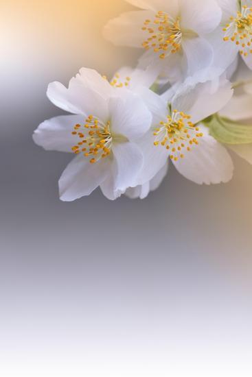 Photo, , large