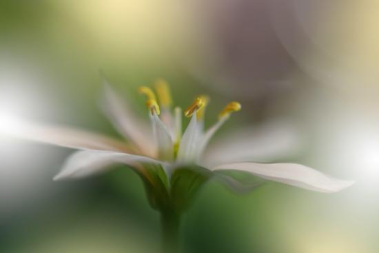 Photo, , large