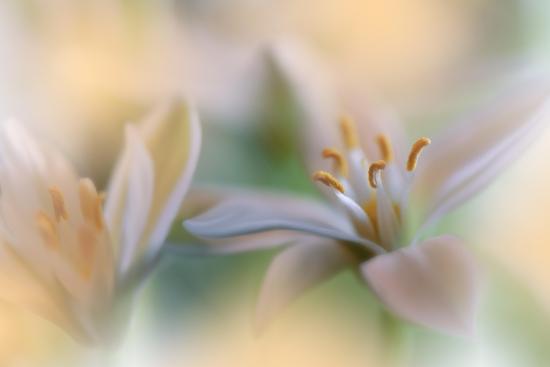 Photo, , large