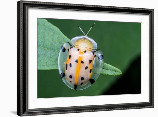 Macro Photography - Transparent Yellow Ladybird-KeongDaGreat-Framed Photographic Print