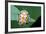Macro Photography - Transparent Yellow Ladybird-KeongDaGreat-Framed Photographic Print