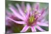 Macro Sempervivum Montanum-Christian Platzer-Mounted Photographic Print