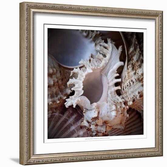 Macro Shells II-Rachel Perry-Framed Art Print