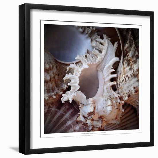 Macro Shells II-Rachel Perry-Framed Art Print