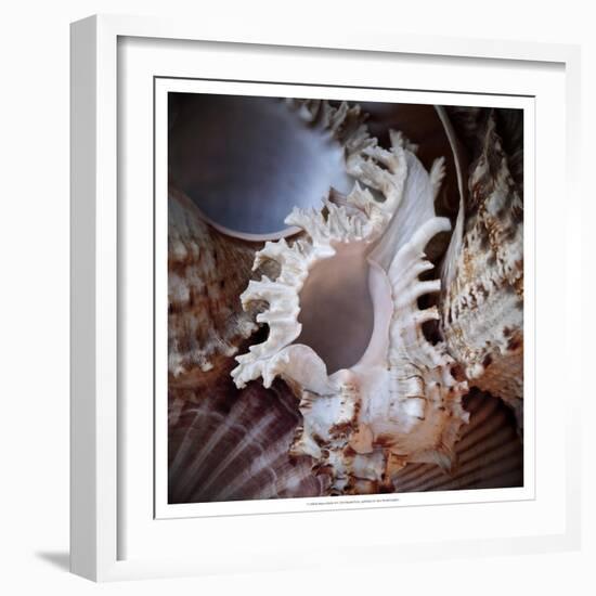 Macro Shells II-Rachel Perry-Framed Art Print