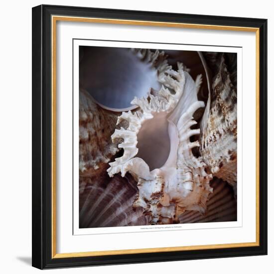 Macro Shells II-Rachel Perry-Framed Art Print