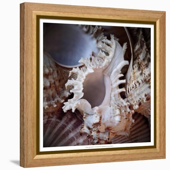 Macro Shells II-Rachel Perry-Framed Stretched Canvas