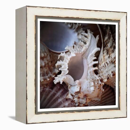 Macro Shells II-Rachel Perry-Framed Stretched Canvas