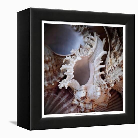 Macro Shells II-Rachel Perry-Framed Stretched Canvas