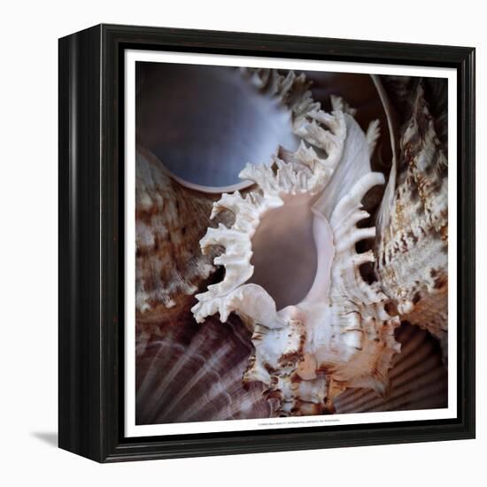 Macro Shells II-Rachel Perry-Framed Stretched Canvas