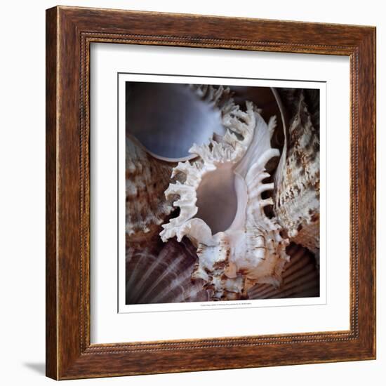 Macro Shells II-Rachel Perry-Framed Art Print