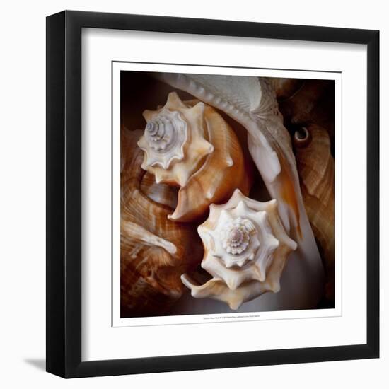 Macro Shells III-Rachel Perry-Framed Art Print