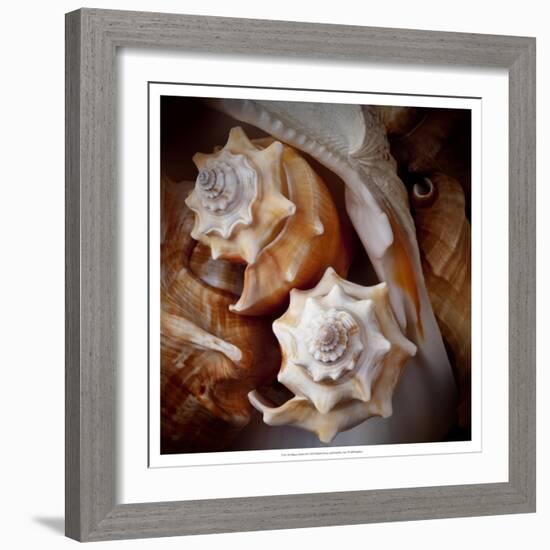 Macro Shells III-Rachel Perry-Framed Art Print