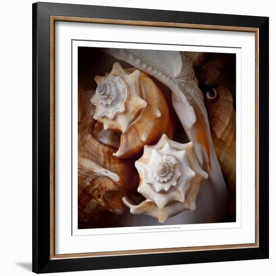 Macro Shells III-Rachel Perry-Framed Art Print