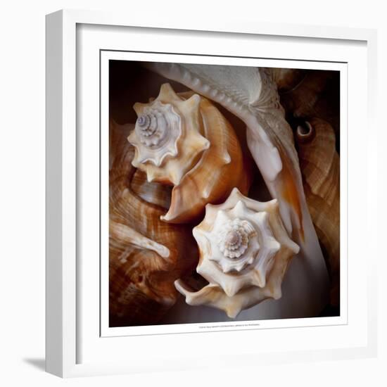 Macro Shells III-Rachel Perry-Framed Art Print