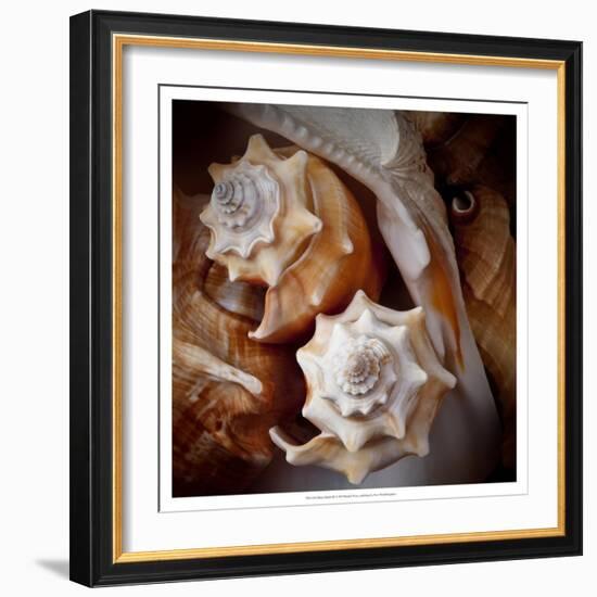 Macro Shells III-Rachel Perry-Framed Art Print