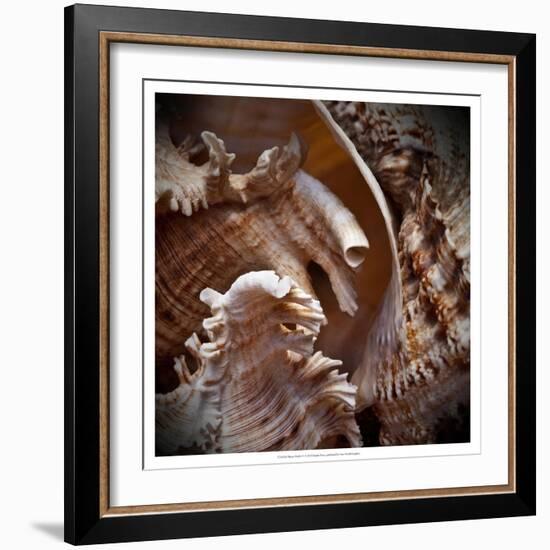 Macro Shells IV-Rachel Perry-Framed Art Print