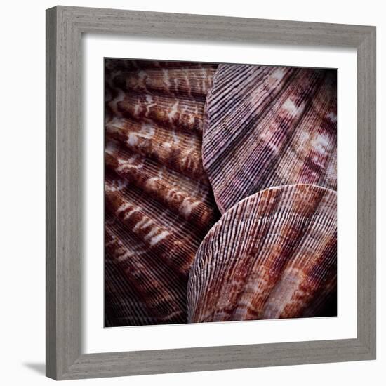 Macro Shells V-Rachel Perry-Framed Art Print