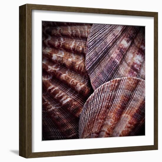 Macro Shells V-Rachel Perry-Framed Art Print