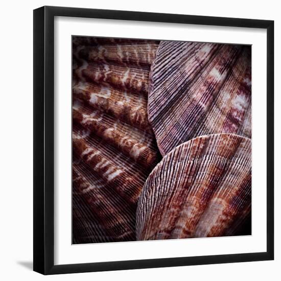 Macro Shells V-Rachel Perry-Framed Art Print