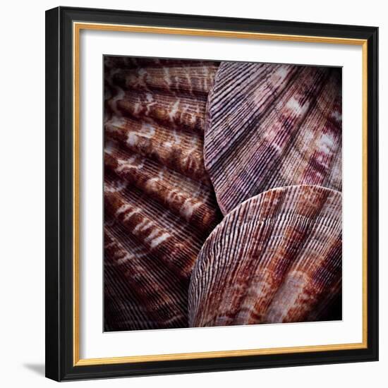 Macro Shells V-Rachel Perry-Framed Art Print