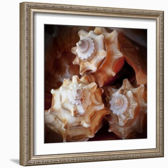 Macro Shells VII-Rachel Perry-Framed Art Print