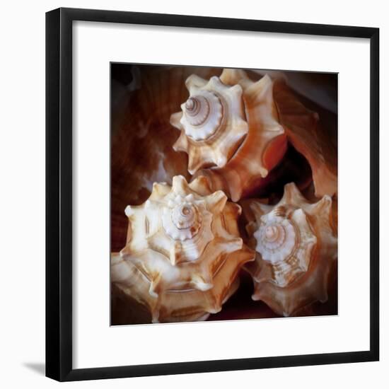 Macro Shells VII-Rachel Perry-Framed Art Print