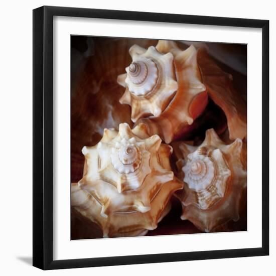 Macro Shells VII-Rachel Perry-Framed Art Print