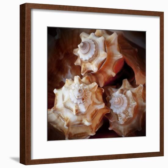 Macro Shells VII-Rachel Perry-Framed Art Print