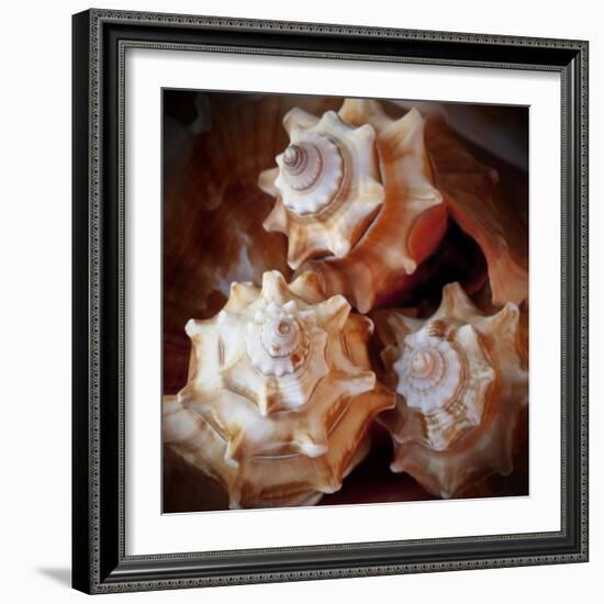 Macro Shells VII-Rachel Perry-Framed Art Print