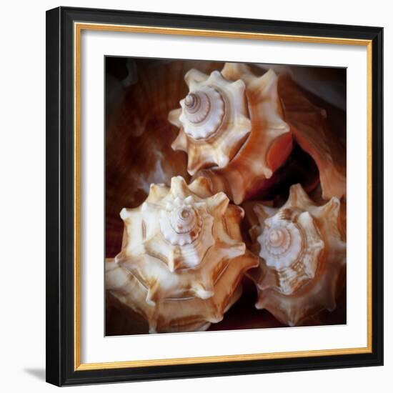 Macro Shells VII-Rachel Perry-Framed Art Print