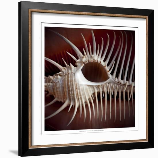 Macro Shells VIII-Rachel Perry-Framed Art Print