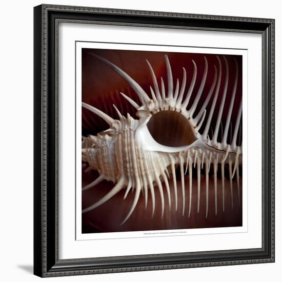 Macro Shells VIII-Rachel Perry-Framed Art Print