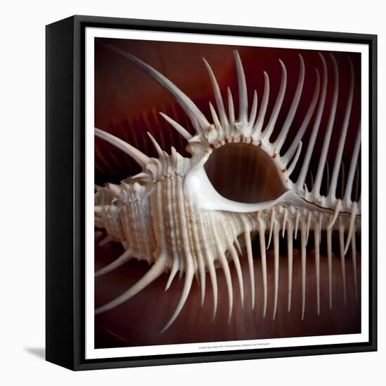 Macro Shells VIII-Rachel Perry-Framed Stretched Canvas