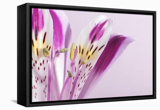 Macro Shot Flower Blossom-Deyan Georgiev-Framed Premier Image Canvas