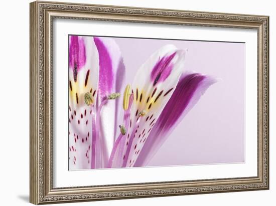 Macro Shot Flower Blossom-Deyan Georgiev-Framed Photographic Print