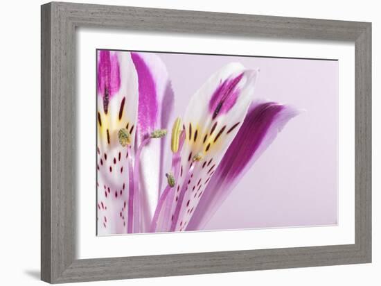 Macro Shot Flower Blossom-Deyan Georgiev-Framed Photographic Print