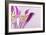 Macro Shot Flower Blossom-Deyan Georgiev-Framed Photographic Print