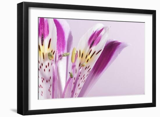 Macro Shot Flower Blossom-Deyan Georgiev-Framed Photographic Print