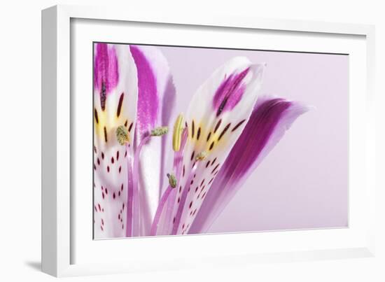 Macro Shot Flower Blossom-Deyan Georgiev-Framed Photographic Print