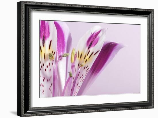 Macro Shot Flower Blossom-Deyan Georgiev-Framed Photographic Print