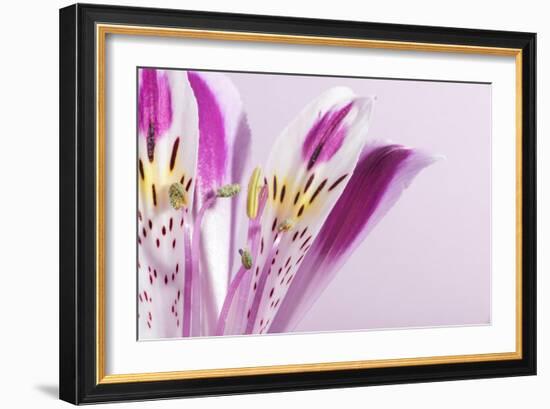 Macro Shot Flower Blossom-Deyan Georgiev-Framed Photographic Print