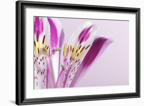 Macro Shot Flower Blossom-Deyan Georgiev-Framed Photographic Print