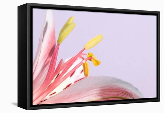 Macro Shot Flower Blossom-Deyan Georgiev-Framed Premier Image Canvas