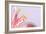 Macro Shot Flower Blossom-Deyan Georgiev-Framed Photographic Print