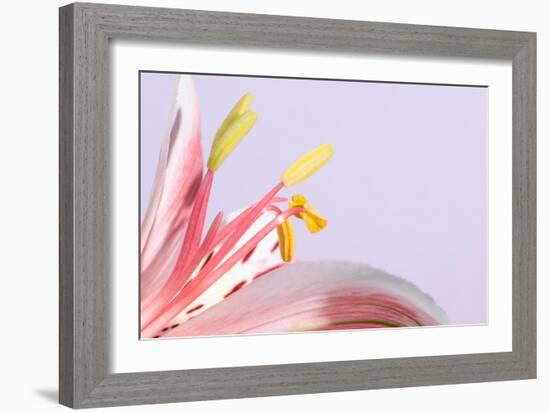 Macro Shot Flower Blossom-Deyan Georgiev-Framed Photographic Print