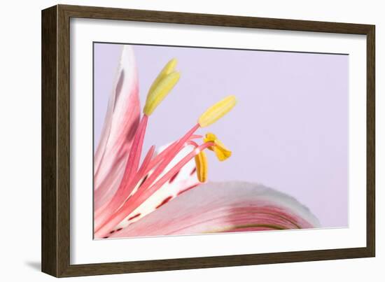 Macro Shot Flower Blossom-Deyan Georgiev-Framed Photographic Print