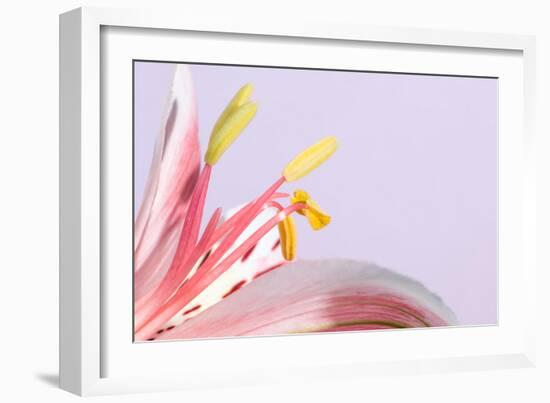 Macro Shot Flower Blossom-Deyan Georgiev-Framed Photographic Print