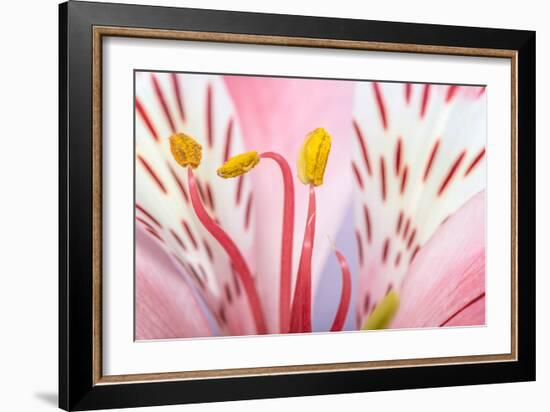 Macro Shot Flower Blossom-Deyan Georgiev-Framed Photographic Print